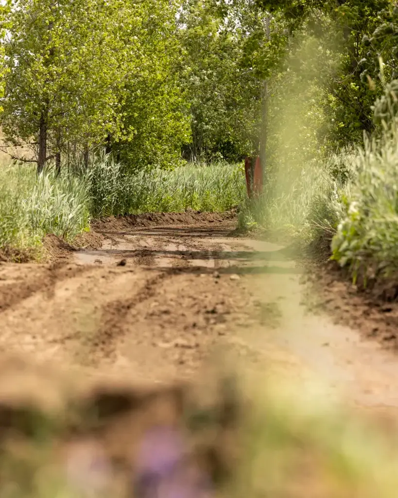 Un chemin de terre serpente à travers l'herbe verte et les arbres sous un soleil doux, avec des taches de boue visibles le long du chemin. La scène est paisible et naturelle, évoquant une atmosphère de campagne tranquille.